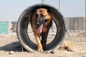 german-shepherd-957701_1280